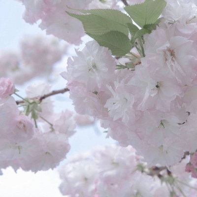 田东福瑞交流群